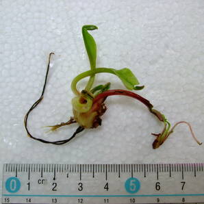 赤系 ハエトリソウ Dionaea muscipula Petite Dragon 抜き苗 食虫植物 Aの画像1