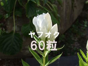 白花エゾリンドウ 種子 60粒 山野草