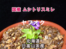 【国産】 ムシトリスミレ 種子 15粒 北海道 日高山系産 食虫植物 高山植物 山野草 Pinguicula macroceras A_画像2