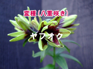 【変種】 八重咲きクロユリ 3ポット 4芽 小苗 山野草