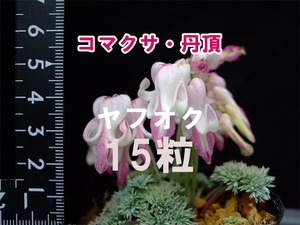 コマクサ 丹頂 種子 15粒 山野草 高山植物