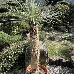 1m58.5cm 太 ユッカ ロストラータ 発根 耐寒性-15 ドライガーデン 地植え シンボルツリー Yucca ガーデニング 庭の画像6