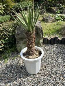 ユッカ フィリフェラ 耐寒性ー15 ドライガーデン 地植え シンボルツリー　ガーデニング Yucca 庭　希少　発根　新葉　レア