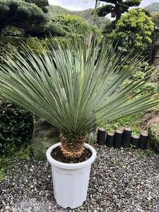  futoshi stock yucca Lost la-ta departure root enduring cold .-15 Driger ten ground .. symbol tree Yucca gardening 