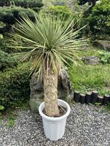 1m22cm ユッカ ロストラータ 発根　耐寒性-15 ドライガーデン 地植え シンボルツリー Yucca ガーデニング 庭_画像1