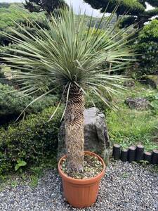  very thick 1m52cm yucca Lost la-ta departure root enduring cold .-15 Driger ten ground .. symbol tree Yucca gardening garden 