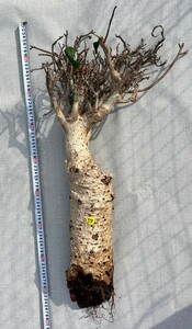 バオバブ アダンソニア ディギタータAdansonia digitata 抜き苗