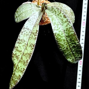 洋蘭原種 (140) 葉の綺麗な胡蝶蘭 大きな株です。Phal. celebensis ファレノプシス セレベンシスの画像3