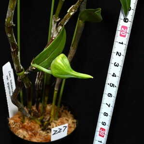 洋蘭原種 (227) 蕾付き 原産地由来の株です Den. tobaense giganteum (Sib) デンドロビューム トバエンセの画像8