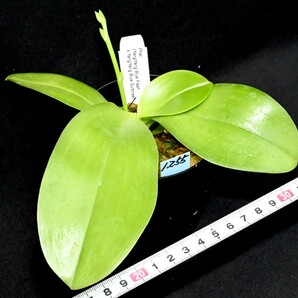 洋蘭 (1255) 新入荷 花芽つき、とても綺麗な花が咲き始めています。Phal. (YangYang Blue Flash x YangYang Blue Surprise) (Sib)の画像4