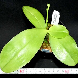 洋蘭 (1255) 新入荷 花芽つき、とても綺麗な花が咲き始めています。Phal. (YangYang Blue Flash x YangYang Blue Surprise) (Sib)の画像9