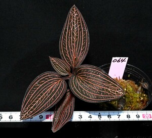 洋蘭原種 (064) Ludesia discolor　Hybrid ルデシア　ディスカラー ハイブリッド