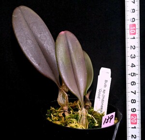 洋蘭原種 (139) Bulb. sp (Indonesia) Red leaves バルボフィラム sp レッドリーフ