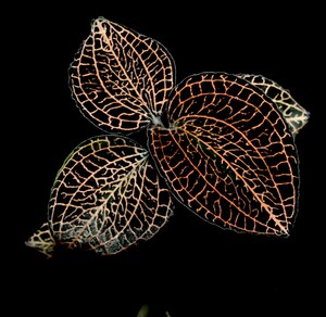 洋蘭 (560) Anoectochilus 'Rose Gold' (sp. Vietnam x (siamensis x cv. Ukraine)) アネクトキラス　’ローズ　ゴールド’