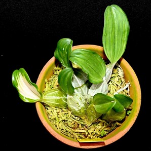 洋蘭原種 (123) 希少 斑入りのリンドレイ (Original Div.) Den. lindleyi variegata リンドレイ バリエガータの画像2