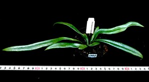 青く光るシダ (002) 青く光るシダ。原産地由来　Microsorum thailandica ミクロソラム　タイランディカ