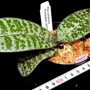 洋蘭原種 (067) 入賞花 葉の綺麗な胡蝶蘭 Phal. schilleriana 'Pink Butterfly' AM/AOS 'ピンク バタフライ’の画像7