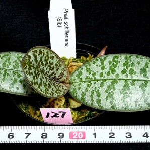 洋蘭原種 (127) 葉の綺麗な胡蝶蘭 Phal. schilleriana （SIb) ファレノプシス シレリアナSIbの画像2