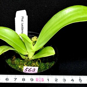 洋蘭 (563) 新入荷 花芽つき、とても綺麗な花が咲き始めています。Phal. (YangYang Blue Flash x YangYang Blue Surprise) (Sib)の画像3