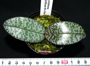 洋蘭原種 (122) 葉の綺麗な胡蝶蘭 Phal. schilleriana (Multi Flower x Red Stripe)（SIb) ファレノプシス シレリアナSIb