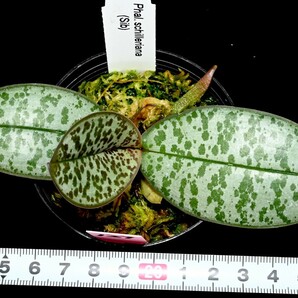 洋蘭原種 (127) 葉の綺麗な胡蝶蘭 Phal. schilleriana （SIb) ファレノプシス シレリアナSIbの画像4