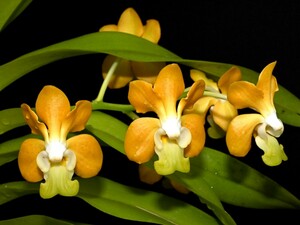 洋蘭原種 () 花２本付き　V. denisoniana　バンダ　デニソニアナ