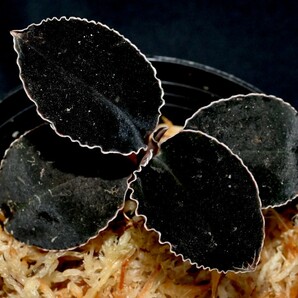 洋蘭原種 (1261) 人気のブラックジュエル Odontochilus (Kuhlhasseltia) javanica オドンドキラス ジャバニカの画像1