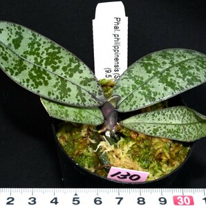 洋蘭原種 (130) 葉の綺麗な胡蝶蘭 Phal. philippinensis ファレノプシス フィリピネンシスの画像4
