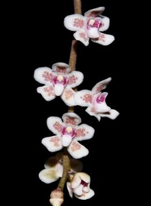 洋蘭原種 (065) ピンクのキロスキスタ　Chiloschista sp Myanmarキロスキスタ　sp ミャンマー