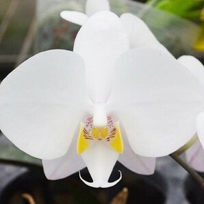 洋蘭原種 (130) 葉の綺麗な胡蝶蘭 Phal. philippinensis ファレノプシス フィリピネンシスの画像1