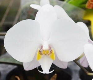 洋蘭原種 (130) 葉の綺麗な胡蝶蘭　Phal. philippinensis ファレノプシス フィリピネンシス