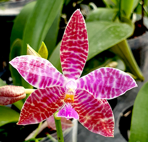 洋蘭原種 (571) Phal. luddemaniana (Sib) ファレノプシス ルデマニアナ (Sib)