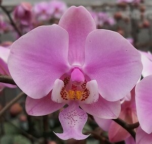洋蘭原種 (067) 入賞花 葉の綺麗な胡蝶蘭 Phal. schilleriana 'Pink Butterfly' AM/AOS 'ピンク　バタフライ’