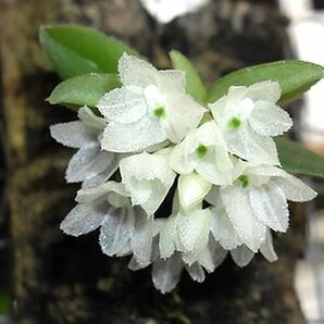 洋蘭原種 (207) 希少種 花が咲き始めました Hymenorchis javanica ヒメノーキス ジャバニカの画像1