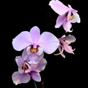 洋蘭原種 (566) 葉の綺麗な胡蝶蘭 Phal. schilleriana （SIb) ファレノプシス シレリアナSIbの画像1