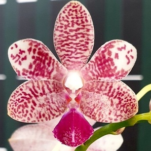 洋蘭 (140) Phal. Miki Blue Angel 'C1' 239 ファレノプシス ミキ ブルー エンジェル'C1' 239の画像1