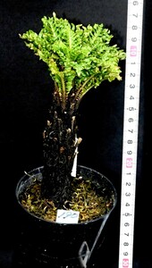 Blechnum gibbum dwarf Mサイズ　(190) バルダリュームに最適サイズの入荷です。ブレクナム　ギバム　ドワーフ