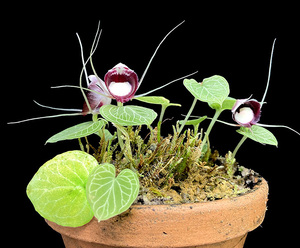 洋蘭原種 (717) 人気のコリバス　Corybas pictus コリバス　ピクタス