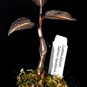 洋蘭原種 (135) Ludisia discolor 'Salmon Sandstone' ルディシア ディスカラー ’サーモンサンドストーン’の画像3