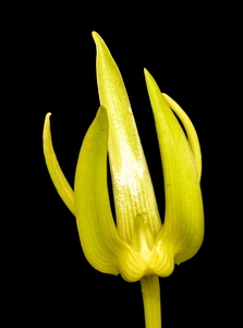 洋蘭原種 (160) パプアの面白バルボ　Bulb. tollenoniferum バルボフィラム　トレノニフェラム