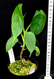 Philodendron sharoniae (577) フィロデンドロン　シャロニエ