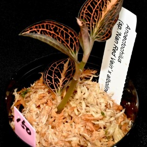 洋蘭 (150) Anoectochilus (sp. 'Nan Red Vein x albolineatus) アネクトキラス （sp. ナン レッド ベイン x アルボリネアタス）の画像5