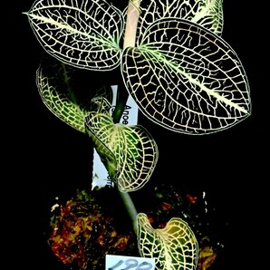 洋蘭 (190) 綺麗です Anoectochilus 'Emerald Gold' (siamensis x sp. from Vietnam)の画像5