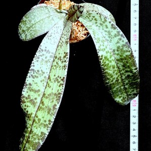 洋蘭原種 (140) 葉の綺麗な胡蝶蘭 大きな株です。Phal. celebensis ファレノプシス セレベンシスの画像4