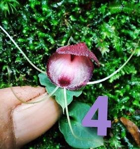 洋蘭原種 (163) アチェのコリバス　Corybas spp. Aceh 4 コリバス　spp アチェ４