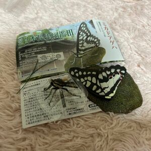 原色日本昆虫図鑑Ⅲ ミカドアゲハ　昆虫　ガチャガチャ　カプセルトイ　