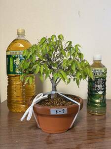 *0 bonsai keyaki zelkova zelkova real raw 20 year B-9 0*