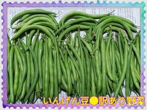 農家直送訳あり野菜いんげん豆箱込み500g