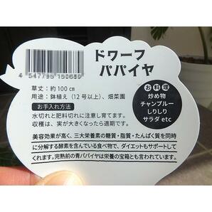 【送料込】ドワーフパパイヤ苗２個セット┃樹高が低いうちからの収穫が青パパイヤかフルーツパパイヤのどちらからでも可能です！の画像9