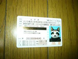 猫　なめ猫カード　免許証　ゴールド　裏がなめんなよ文字　ヒゲオ　革ジャン　不良　横浜銀蠅　バブル世代　財布に忍ばせ　男性に人気です